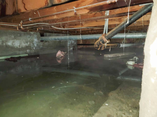 Best Ceiling water damage repair  in West Hammond, NM
