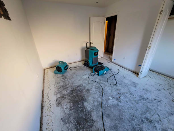 Best Mold removal after water damage  in West Hammond, NM