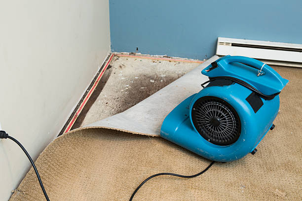 Best Professional water damage repair  in West Hammond, NM